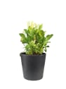 Planta vivaz variada