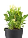 Planta vivaz variada