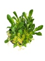 Planta vivaz variada