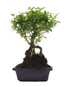 Bonsai Rosa de nieve (Serissa japonica)