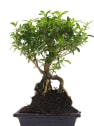 Bonsai Rosa de nieve (Serissa japonica)