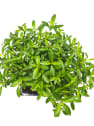 Bonsai Rosa de nieve (Serissa japonica)