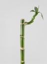 Bambú de la suerte (lucky bamboo)