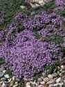 Tomillo rastrero (Thymus serpyllum)