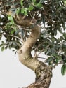 Bonsai Olivo (Olea europaea)
