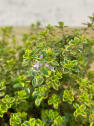 Tomillo limón (thymus × citriodorus) - Planta aromática