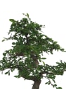 Bonsai Zelkova (Olmo chino parvifolia)