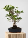 Bonsai Higuera de la India (Ficus retusa)