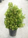 Evónimo Luna - Euonymus japonicus 'Mediopicta'