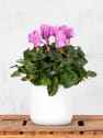 Cyclamen 'Super Serie XL' (colores variados)