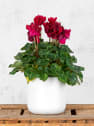 Cyclamen 'Super Serie XL' (colores variados)