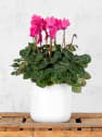 Cyclamen 'Super Serie XL' (colores variados)