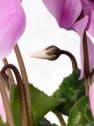 Cyclamen 'Super Serie XL' (colores variados)