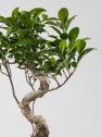 Bonsai Higuera de la India (Ficus retusa)