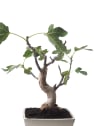 Bonsai Higuera de la India (Ficus retusa)