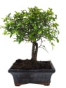 Bonsai Zelkova (Olmo chino parvifolia)