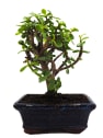 Bonsai Arbusto Elefante (Portulacaria afra)