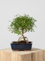 Bonsai Rosa de nieve (Serissa japonica)