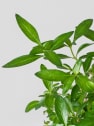 Bonsai Rosa de nieve (Serissa japonica)