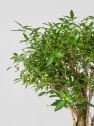 Bonsai Rosa de nieve (Serissa japonica)