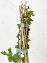 Ribes uva-crispa 'Hinnonmäki Röd'