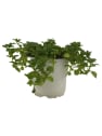 Poleo (mentha pulegium) - Planta aromática