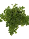 Poleo (mentha pulegium) - Planta aromática