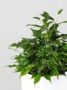 Ficus benjamina 'Kinky'