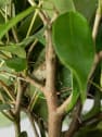Ficus benjamina 'Kinky'