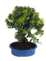 Bonsai Espino de fuego (Pyracantha)