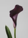 Zantedeschia (Cala de colores)