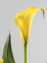 Zantedeschia (Cala de colores)