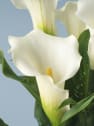 Zantedeschia (Cala de colores)