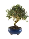 Bonsai Olivo silvestre (Olea oleaster)