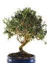 Bonsai Olivo silvestre (Olea oleaster)