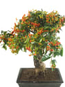 Bonsai Espino de fuego (Pyracantha)