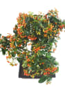 Bonsai Espino de fuego (Pyracantha)