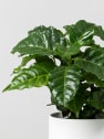 Planta del café