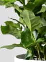 Planta del café