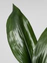 Aspidistra