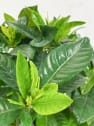 Gardenia jasminoides para exterior