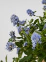 Ceanothus thyrsiflorus