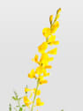 Genista maderensis