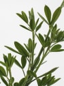 Genista maderensis