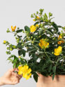 Hypericum × hidcoteense 'Hidcote'