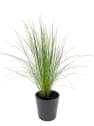 Gramínea Stipa tenuissima 'Pony Tails'
