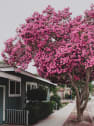 Lagerstroemia indica (Árbol de Júpiter)