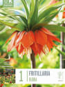 Bulbos de Fritillaria imperialis 'Rubra'
