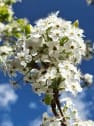Pyrus calleryana 'Chanticleer'