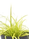 Gramínea Carex oshimensis 'Evergold'